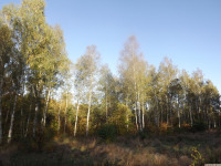 drzewokrzew_1481