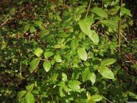 drzewokrzew_1576