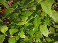 drzewokrzew_1577