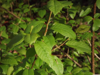 drzewokrzew_1578