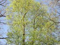 drzewokrzew_1579