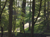 drzewokrzew_1580