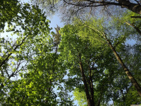drzewokrzew_1581