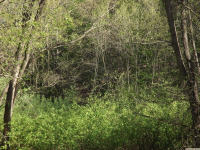 drzewokrzew_1582