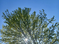 drzewokrzew_1584