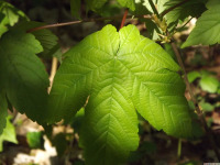 drzewokrzew_1586