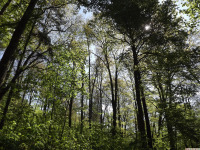 drzewokrzew_1587