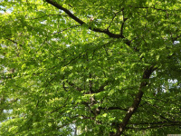 drzewokrzew_1591
