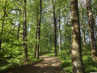 drzewokrzew_1593