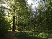 drzewokrzew_1594