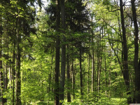 drzewokrzew_1595