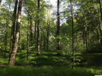 drzewokrzew_1596