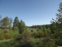 drzewokrzew_1597
