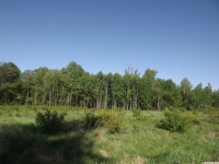 drzewokrzew_1600