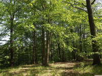 drzewokrzew_1602