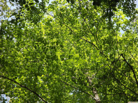 drzewokrzew_1603