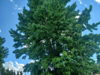 drzewokrzew_1604