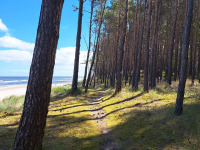 drzewokrzew_1606