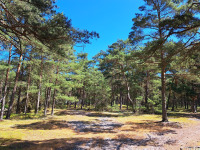 drzewokrzew_1607
