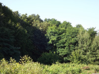 drzewokrzew_1616