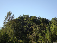 drzewokrzew_1663