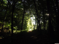 drzewokrzew_1669