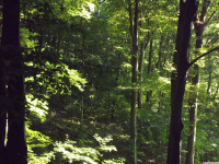 drzewokrzew_1671