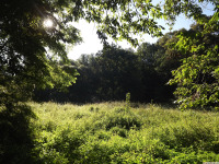 drzewokrzew_1672