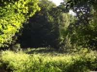 drzewokrzew_1673