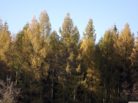 drzewokrzew_1686