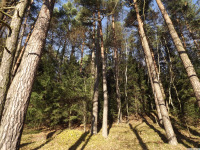 drzewokrzew_1687