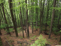 drzewokrzew_1771.jpg