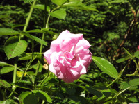 kwiat_1319