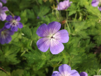 kwiat_1352