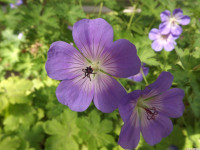 kwiat_1353