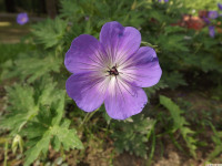 kwiat_1355