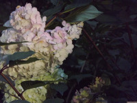 kwiat_1587