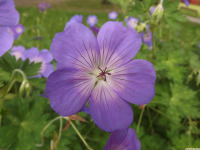 kwiat_1680