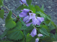 kwiat_1786