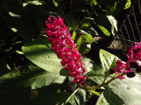 kwiat_1790