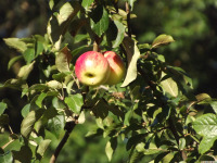 owoc_064