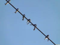 zwierz_1266