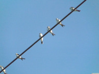 zwierz_1268