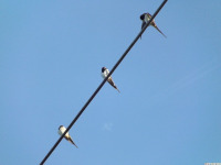 zwierz_1269