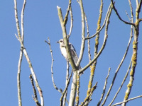 zwierz_1271
