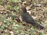 zwierz_1311.jpg