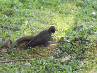 zwierz_1330.jpg