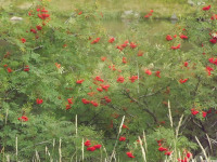 DSCF0952