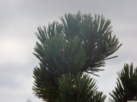 DSCF0993