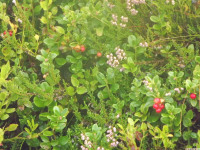 DSCF1186